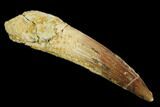 Spinosaurus Tooth - Real Dinosaur Tooth #117742-1